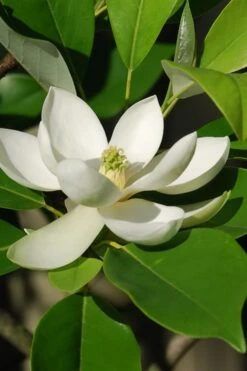 Sweetbay Magnolia - 7 Gallon Pot (5-6') -FRUIT TREES & PLANTS Shop Magnolia Sweet Bay 10
