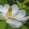 Southern Sweetbay Swamp Magnolia (M.v.australis) - 5 Gallon Pot -FRUIT TREES & PLANTS Shop Magnolia Sweet Bay 101 1