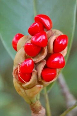 Sweetbay Magnolia - 3 Gallon Pot -FRUIT TREES & PLANTS Shop Magnolia Sweet Bay 14 2