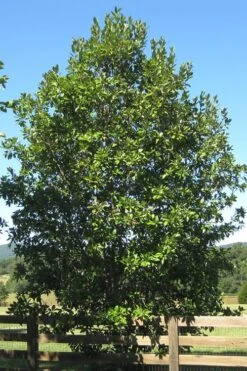 Sweetbay Magnolia - 3 Gallon Pot -FRUIT TREES & PLANTS Shop Magnolia Sweet Bay 17 2