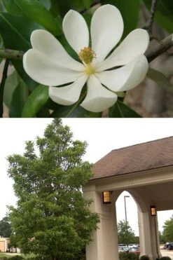 Sweetbay Magnolia - 7 Gallon Pot (5-6') -FRUIT TREES & PLANTS Shop Magnolia Sweetbay 2 500x750 1