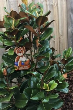 Teddy Bear Dwarf Southern Magnolia - 7 Gallon Pot (3-4') -FRUIT TREES & PLANTS Shop Magnolia Teddy Bear 4 1