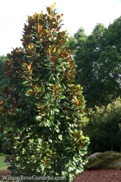 Teddy Bear Dwarf Southern Magnolia - 7 Gallon Pot (3-4') -FRUIT TREES & PLANTS Shop Magnolia Teddy Bear 5 1
