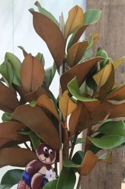 Teddy Bear Dwarf Southern Magnolia - 7 Gallon Pot (3-4') -FRUIT TREES & PLANTS Shop Magnolia Teddy Bear 6 1