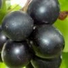 Cowart Black Muscadine Grape Vine - 1 Gallon Pot -FRUIT TREES & PLANTS Shop Muscadine Cowart 1