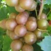 Fry Bronze Muscadine Grape Vine - 1 Gallon Pot -FRUIT TREES & PLANTS Shop Muscadine Fry 1