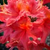 Jeb Stuart Native Azalea (Rhododendron) - 3 Gallon Pot -FRUIT TREES & PLANTS Shop Native Azalea Jeb Stuart rhododendron 20