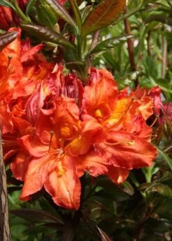 Mary Poppins Azalea (Rhododendron) - 5 Gallon Pot -FRUIT TREES & PLANTS Shop Native Azalea Mary Poppins 5