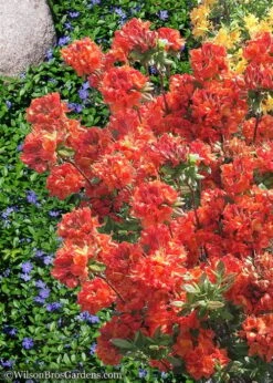 Mary Poppins Azalea (Rhododendron) - 5 Gallon Pot -FRUIT TREES & PLANTS Shop Native Azalea Mary Poppins 6