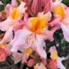Pink Carousel Aromi Azalea (Rhododendron Hybrid) - 3 Gallon Pot -FRUIT TREES & PLANTS Shop Native Azalea Pink Carousel 1
