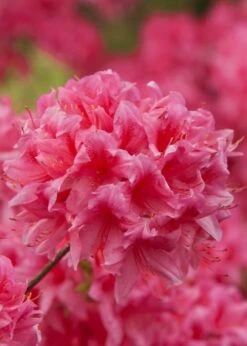 Rosy Lights Cold Hardy Azalea (Rhododendron) - 3 Gallon Pot -FRUIT TREES & PLANTS Shop Native Azalea Rosy Lights 6