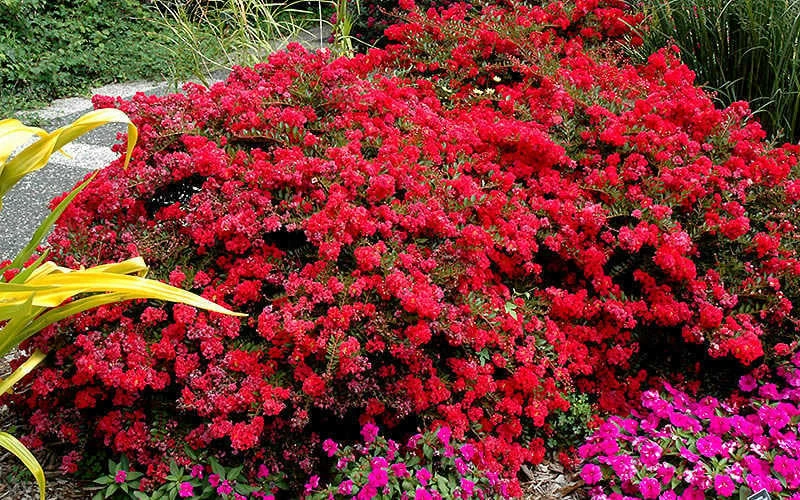 Cherry Dazzle Dwarf Crape Myrtle - 3 Gallon Pot 6 Cherry Dazzle Dwarf Crape Myrtle - 3 Gallon Pot - Image 4