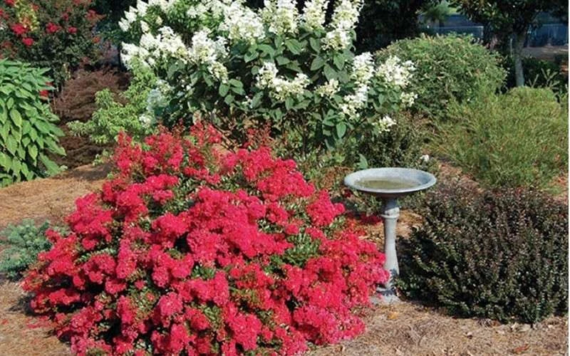 Cherry Dazzle Dwarf Crape Myrtle - 3 Gallon Pot 9 Cherry Dazzle Dwarf Crape Myrtle - 3 Gallon Pot - Image 7