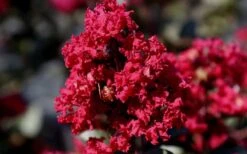 Double Feature Red Crape Myrtle - 3 Gallon Pot 15 Double Feature Red Crape Myrtle - 3 Gallon Pot -FRUIT TREES & PLANTS Shop Picture Crape Myrtle Double Feature 2