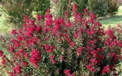 Double Feature Red Crape Myrtle - 3 Gallon Pot 14 Double Feature Red Crape Myrtle - 3 Gallon Pot -FRUIT TREES & PLANTS Shop Picture Crape Myrtle Double Feature