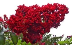 Dynamite Red Crape Myrtle - 7 Gallon Pot (5-6') 13 Dynamite Red Crape Myrtle - 7 Gallon Pot (5-6') -FRUIT TREES & PLANTS Shop Picture Crape Myrtle Dynamite 1 1