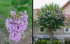 Muskogee Lavender Crape Myrtle - 6 Pack Of 1 Gallon Pots -FRUIT TREES & PLANTS Shop Picture Crape Myrtle Muskogee 1 3