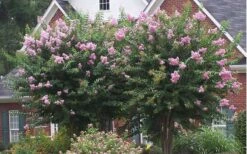 Muskogee Lavender Crape Myrtle - 3 Gallon Pot -FRUIT TREES & PLANTS Shop Picture Crape Myrtle Muskogee Lavender 2
