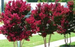 Tonto Red Crape Myrtle - 7 Gallon Pot (4-5') 13 Tonto Red Crape Myrtle - 7 Gallon Pot (4-5') -FRUIT TREES & PLANTS Shop Picture Crape Myrtle Tonto 2 1