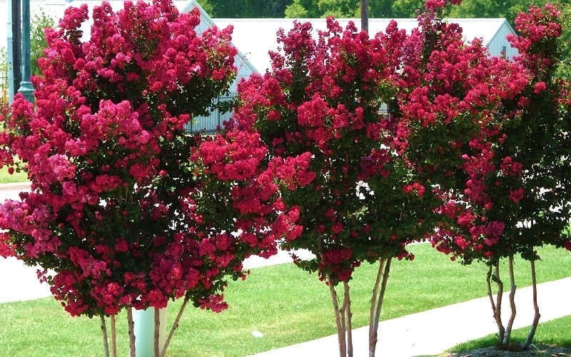 Tonto Red Crape Myrtle - 7 Gallon Pot (4-5') 8 Tonto Red Crape Myrtle - 7 Gallon Pot (4-5') - Image 6