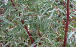Angus Cold Hardy Eucalyptus Tree (Eucalyptus Nicholii) - 5 Gallon Pot 13 Angus Cold Hardy Eucalyptus Tree (Eucalyptus Nicholii) - 5 Gallon Pot -FRUIT TREES & PLANTS Shop Picture Eucalyptus Tree Anugus Willow Leaf Peppermint