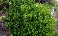 August Beauty Gardenia - 3 Gallon Pot -FRUIT TREES & PLANTS Shop Picture Gardenia August Beauty 2