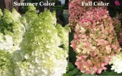 Limelight PeeGee Hydrangea - 6 Pack Of 1 Gallon Pots -FRUIT TREES & PLANTS Shop Picture Hydrangea Limelight 3 2