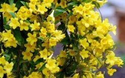 Carolina Yellow Jasmine - Jessamine (Gelsium Sempervirens) - 6 Pack Of 1 Gallon Pots -FRUIT TREES & PLANTS Shop Picture Jasmine Carolina 6