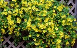 Carolina Yellow Jasmine - Jessamine (Gelsium Sempervirens) - 6 Pack Of 1 Gallon Pots -FRUIT TREES & PLANTS Shop Picture Jasmine Carolina 7