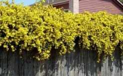 Carolina Yellow Jasmine - Jessamine (Gelsium Sempervirens) - 6 Pack Of 1 Gallon Pots -FRUIT TREES & PLANTS Shop Picture Jasmine Carolina On Fence