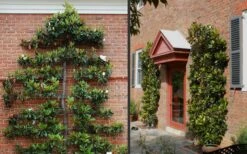Little Gem Dwarf Southern Magnolia - 3 Gallon Pot (2.5-3.5') 15 Little Gem Dwarf Southern Magnolia - 3 Gallon Pot (2.5-3.5') -FRUIT TREES & PLANTS Shop Picture Magnolia Little Gem Espalier 2 1