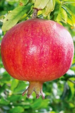 Russian 26 Cold Hardy Pomegranate - 6 Pack Of 1 Gallon Pots -FRUIT TREES & PLANTS Shop Pomegranate Russian 26 10