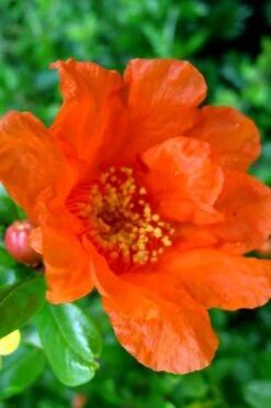 Russian 26 Cold Hardy Pomegranate - 6 Pack Of 1 Gallon Pots -FRUIT TREES & PLANTS Shop Pomegranate Russian 26 11