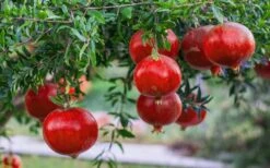 Russian 26 Cold Hardy Pomegranate - 3 Gallon Pot 13 Russian 26 Cold Hardy Pomegranate - 3 Gallon Pot -FRUIT TREES & PLANTS Shop Pomegranate Russian 26 12 1