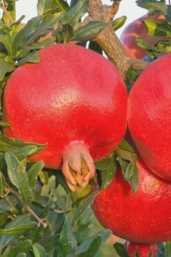 Salavatski Cold Hardy Russian Pomegranate - 3 Gallon Pot -FRUIT TREES & PLANTS Shop Pomegranate Russian 26 Rev 500x750 1