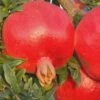 Russian 26 Cold Hardy Pomegranate - 6 Pack Of 1 Gallon Pots -FRUIT TREES & PLANTS Shop Pomegranate Russian 26 Rev 500x750 2