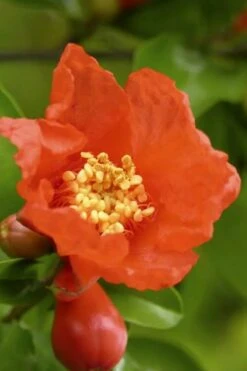 Salavatski Cold Hardy Russian Pomegranate - 3 Gallon Pot -FRUIT TREES & PLANTS Shop Pomegranate Salavatski 3