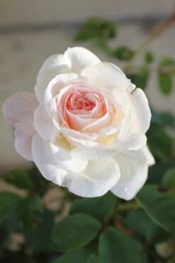 Brindabella Touch Of Pink Shrub Rose - 3 Gallon Pot -FRUIT TREES & PLANTS Shop Rose Brindabella Touch of Pink 1