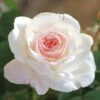 Brindabella Touch Of Pink Shrub Rose - 3 Gallon Pot 1 Brindabella Touch Of Pink Shrub Rose - 3 Gallon Pot -FRUIT TREES & PLANTS Shop Rose Brindabella Touch of Pink 2