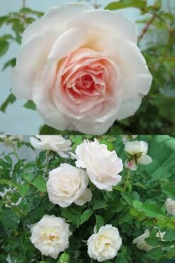 Brindabella Touch Of Pink Shrub Rose - 3 Gallon Pot -FRUIT TREES & PLANTS Shop Rose Brindabella Touch of Pink 3