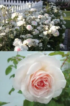 Brindabella Touch Of Pink Shrub Rose - 3 Gallon Pot -FRUIT TREES & PLANTS Shop Rose Brindabella Touch of Pink 4