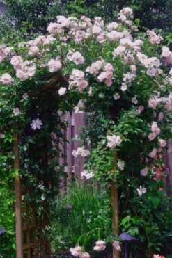 New Dawn Climbing Rose - 3 Gallon Pot 18 New Dawn Climbing Rose - 3 Gallon Pot -FRUIT TREES & PLANTS Shop Rose Climbing New Dawn 10