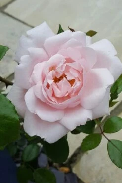 New Dawn Climbing Rose - 3 Gallon Pot 19 New Dawn Climbing Rose - 3 Gallon Pot -FRUIT TREES & PLANTS Shop Rose Climbing New Dawn 12