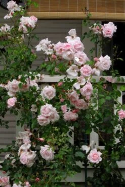 New Dawn Climbing Rose - 3 Gallon Pot 20 New Dawn Climbing Rose - 3 Gallon Pot -FRUIT TREES & PLANTS Shop Rose Climbing New Dawn 14