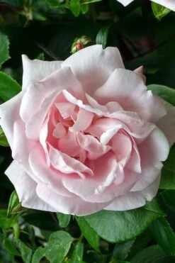 New Dawn Climbing Rose - 3 Gallon Pot 21 New Dawn Climbing Rose - 3 Gallon Pot -FRUIT TREES & PLANTS Shop Rose Climbing New Dawn 17