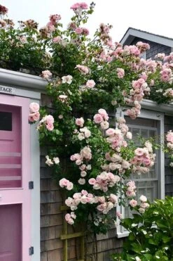 New Dawn Climbing Rose - 3 Gallon Pot 17 New Dawn Climbing Rose - 3 Gallon Pot -FRUIT TREES & PLANTS Shop Rose Climbing New Dawn 18