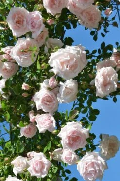 New Dawn Climbing Rose - 3 Gallon Pot 15 New Dawn Climbing Rose - 3 Gallon Pot -FRUIT TREES & PLANTS Shop Rose Climbing New Dawn 2