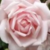 New Dawn Climbing Rose - 3 Gallon Pot -FRUIT TREES & PLANTS Shop Rose Climbing New Dawn 3