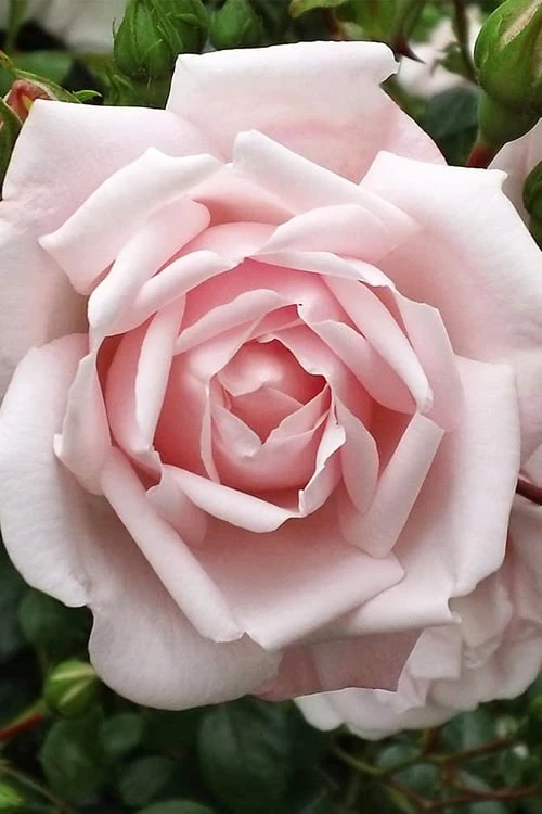 New Dawn Climbing Rose - 3 Gallon Pot 3 New Dawn Climbing Rose - 3 Gallon Pot