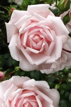New Dawn Climbing Rose - 3 Gallon Pot 16 New Dawn Climbing Rose - 3 Gallon Pot -FRUIT TREES & PLANTS Shop Rose Climbing New Dawn 4